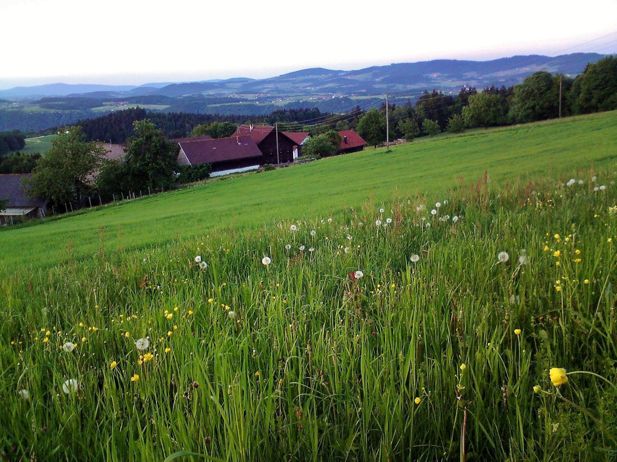 Gasthof-Pension Zum Haugstein - Familie Eder Енгелхартцел Екстериор снимка